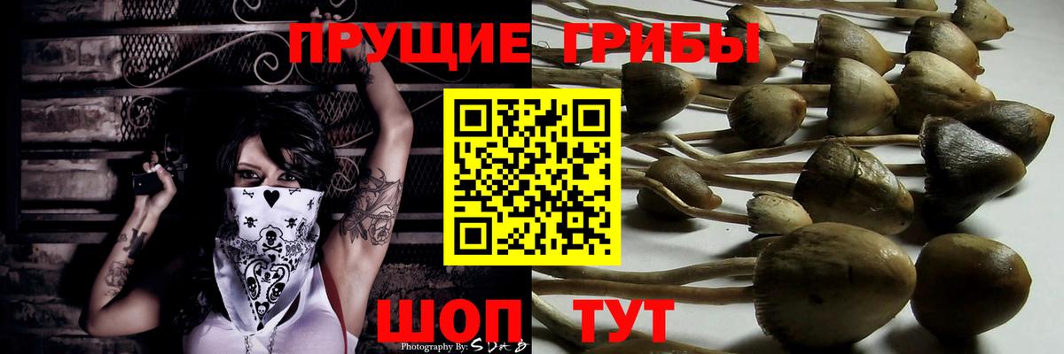 Новочеркасск  Псилоцибиновые грибы Psilocybine cubensis  Вход с VPN 